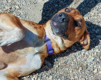 Rescue Mixed Breed Dogs for Adoption in Pierre, South Dakota - Chaos | PetCurious