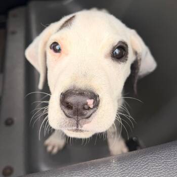 Munchie -  Mixed Breed Dog for Adoption in Philadelphia, Pennsylvania - Munchie | PetCurious