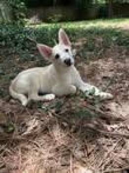 Sherman -  German Shepherd Dog Dog for Adoption in Raleigh, North Carolina - Sherman | PetCurious