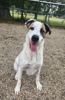 Odin -  Boxer Dog for Adoption in Benld, Illinois - Odin | PetCurious