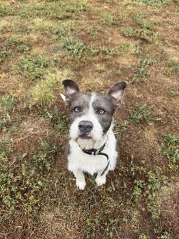 Terrier Dogs Available for Adoption in Holbrook, New York - BEAU - GREY | PetCurious