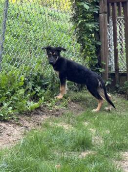 Kato -  German Shepherd Dog Dog for Adoption in Rockland, Wisconsin - Kato | PetCurious