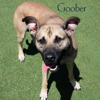 Goober -  Mixed Breed Dog for Adoption in Parkersburg, West Virginia - Goober | PetCurious