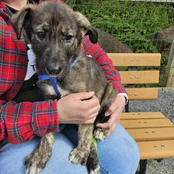 German Shepherd Dog Dogs Available for Adoption in Phoenixville, Pennsylvania - Cicadia | PetCurious