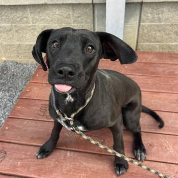 Mixed Breed Dogs Available for Adoption - Jet | PetCurious