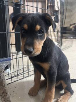 TWIX -  Shepherd Dog for Adoption in Broomfield, Colorado - TWIX | PetCurious