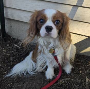 Cavalier King Charles Spaniel Dogs Available for Adoption - Rudy | PetCurious