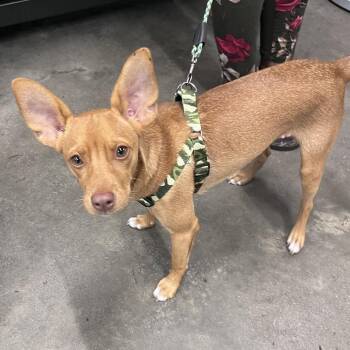 Prancer -  Chihuahua and Mixed Breed Dog for Adoption in Tampa, Florida - Prancer | PetCurious