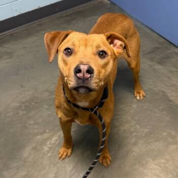 Mixed Breed Dogs Available for Adoption in Dekalb, Illinois - Viviane | PetCurious