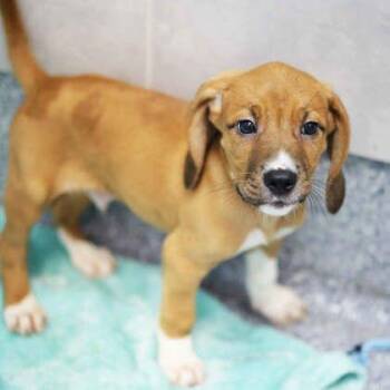 Ruffles -  Hound and Mixed Breed Dog for Adoption in Atlanta, Georgia - Ruffles | PetCurious
