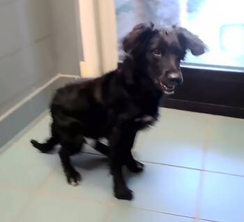Shaker -  Mixed Breed Dog for Adoption in Nashville, Tennessee - Shaker | PetCurious