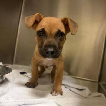 Guinness 9867 -  Mixed Breed Dog for Adoption in Columbus, Georgia - Guinness 9867 | PetCurious