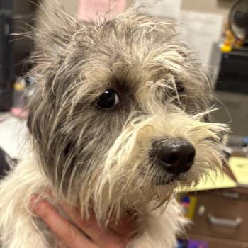 Rescue Terrier Dogs for Adoption in Yuma, Arizona - Santi | PetCurious