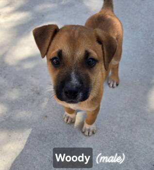 Mixed Breed Dogs Available for Adoption in Cape Coral, Florida - Woody | PetCurious