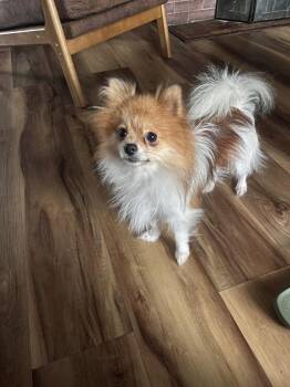 Pomeranian Dogs Available for Adoption in Claremont, California - Charmin | PetCurious