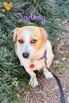 Sydney -  Corgi Dog for Adoption in Farmingdale, New York - Sydney | PetCurious