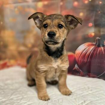 Joell -  Terrier and Mixed Breed Dog for Adoption in Griswold, Connecticut - Joell | PetCurious