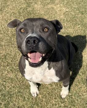 Rescue American Staffordshire Terrier Dogs for Adoption in Tulare, California - Dove | PetCurious