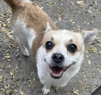 Rosanna -  Mixed Breed Dog for Adoption in Oakland, California - Rosanna | PetCurious