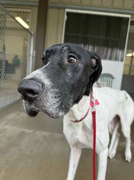 Rescue Great Dane Dogs for Adoption - Otto Ray | PetCurious