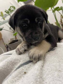 Rescue Mixed Breed Dogs for Adoption in Crocker, Missouri - Archer | PetCurious