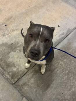 Pit Bull Terrier Dogs Available for Adoption - MIKE | PetCurious