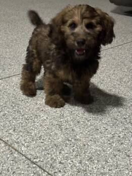 Cody the Whoodle -  Wheaten Terrier and Poodle Dog for Adoption in Antwerp, Ohio - Cody The Whoodle | PetCurious