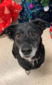 Husky Dogs Available for Adoption - MAVIS | PetCurious