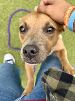 San Fran -  Mixed Breed Dog for Adoption in Wichita, Kansas - San Fran | PetCurious