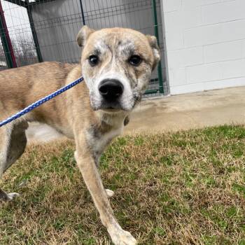 Hound Dogs Available for Adoption - Ben15056A | PetCurious