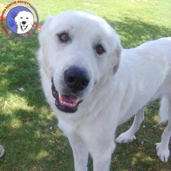 Condor -  Great Pyrenees Dog for Adoption in Spring, Texas - Condor | PetCurious