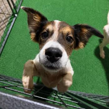 Alma -  Shepherd and Mixed Breed Dog for Adoption in Homewood, Illinois - Alma | PetCurious