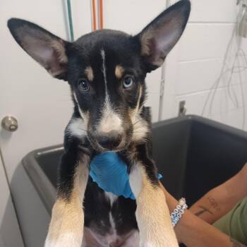 Cupid -  Shepherd and Husky Dog for Adoption in Hattiesburg, Mississippi - Cupid | PetCurious
