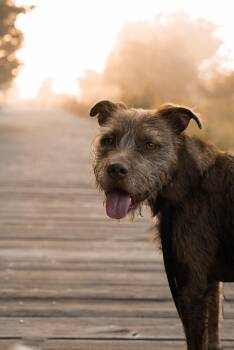 Rescue Terrier Dogs for Adoption in Oakville, Ontario - Sandford | PetCurious