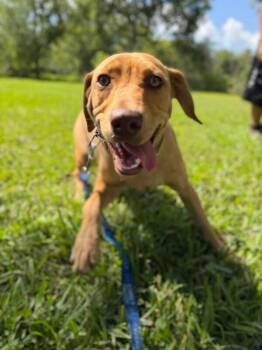Woody Gyn -  Labrador Retriever and Hound Dog for Adoption in Friendswood, Texas - Woody Gyn | PetCurious
