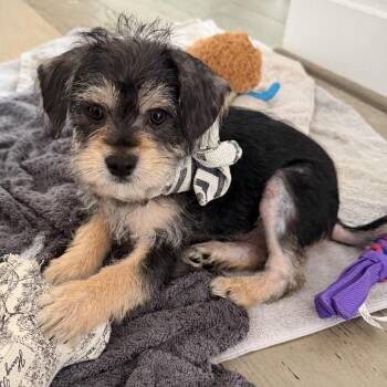Yorkshire Terrier Dogs Available for Adoption in Montgomery, Texas - Cash | PetCurious