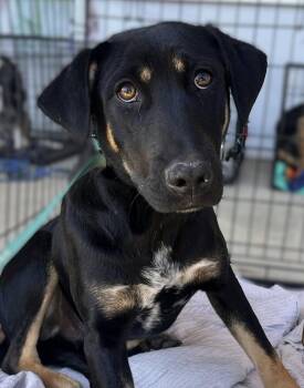 Mixed Breed Dogs Available for Adoption - Ralphie | PetCurious