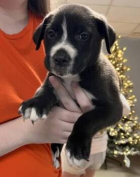 Cole -  Labrador Retriever Dog for Adoption in Statesville, North Carolina - Cole | PetCurious