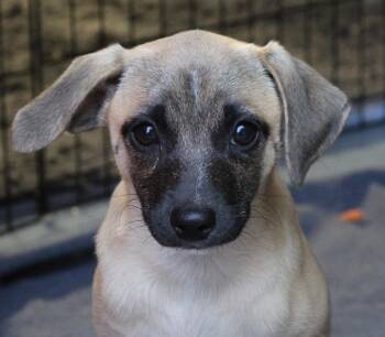 Chihuahua Dogs Available for Adoption - Lexus (Freeway Litter) | PetCurious