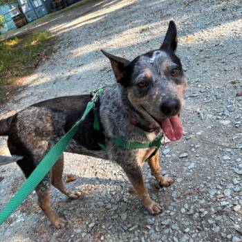Beverly -  Australian Cattle Dog Blue Heeler Dog for Adoption in Wake Forest, North Carolina - Beverly | PetCurious