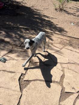 Chili -  Australian Cattle Dog Blue Heeler Dog for Adoption in Fort Collins, Colorado - Chili | PetCurious