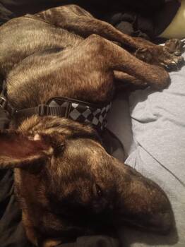 Shepherd Dogs Available for Adoption in Cedars, Pennsylvania - Rufus | PetCurious