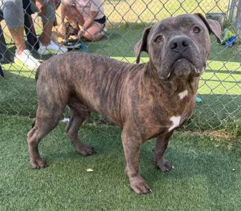 Mixed Breed Dogs Available for Adoption in Columbia, South Carolina - LOU | PetCurious