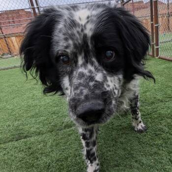Australian Cattle Dog Blue Heeler and English Setter Dogs Available for Adoption in Salt Lake City, Utah - Ben | PetCurious