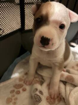 Pit Bull Terrier and Australian Shepherd Dogs Available for Adoption - Allie | PetCurious