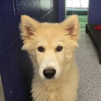 CT Bob avail Jun 13 (Four Town Craft Fair- Somers, CT) -  Husky and Great Pyrenees Dog for Adoption in Stormville, New York - CT Bob Avail Jun 13 (Four Town Craft Fair- Somers, CT) | PetCurious