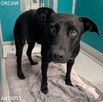 A479012 -  Australian Cattle Dog Blue Heeler Dog for Adoption in Oklahoma City, Oklahoma - A479012 | PetCurious