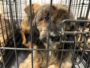 HARRY -  Dachshund and Poodle Dog for Adoption in Ocala, Florida - HARRY | PetCurious