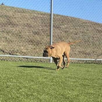 English Bulldog Dogs Available for Adoption in Hannibal, Missouri - Kurt | PetCurious