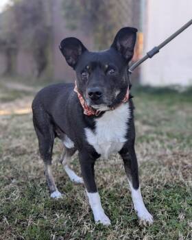 Rescue Terrier Dogs for Adoption in Richmond, Virginia - Sausage | PetCurious